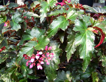 B. ‘Margaret Thompson’